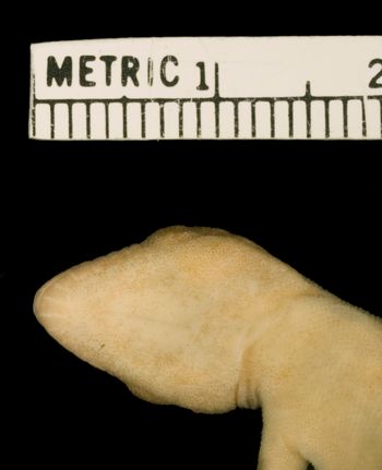 Media type: image;   Herpetology R-31574